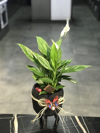 3 Ayaklı Saksıda Mini Spatilyum