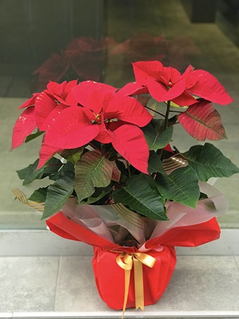 Büyük boy Atatürk Çiçeği 