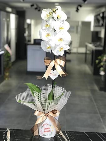 Beyaz Orkide 
