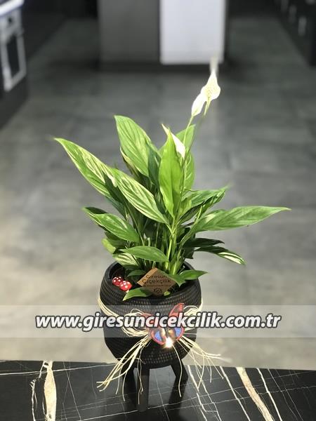 3 Ayaklı Saksıda Mini Spatilyum