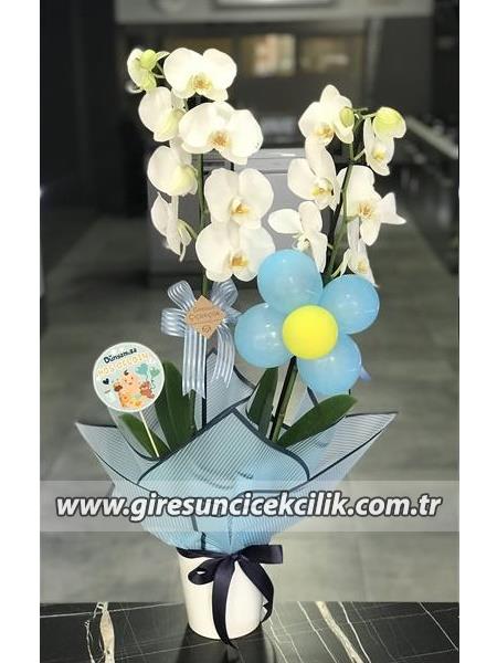 Çiftdal  Orkide Bebek Çiçeği