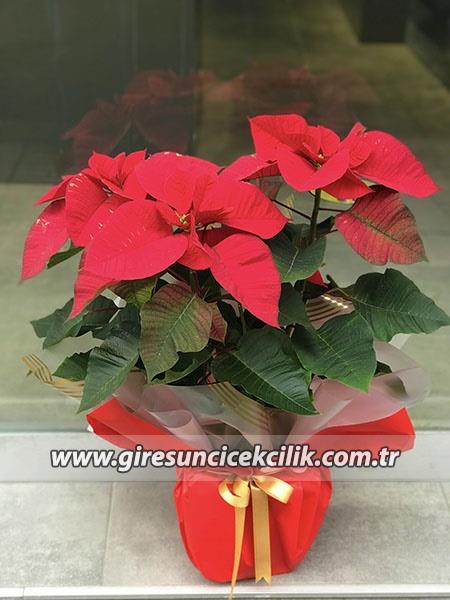 Büyük boy Atatürk Çiçeği 