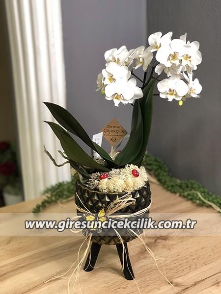 Ayaklı Saksıda Mini Beyaz Orkide