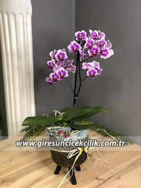 Ayaklı Saksıda Orta Boy Mor Orkide