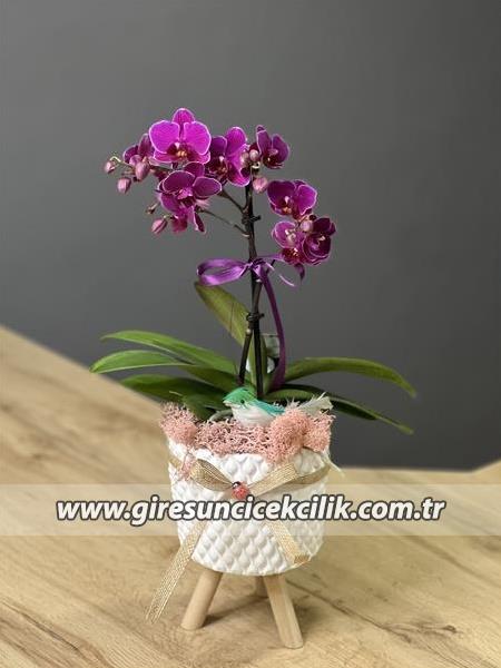 Beyaz Ayaklı Saksıda Mini Orkide