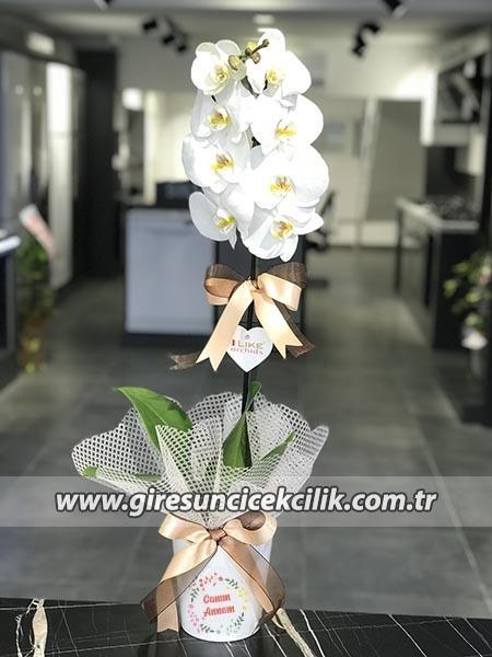 Beyaz Orkide 