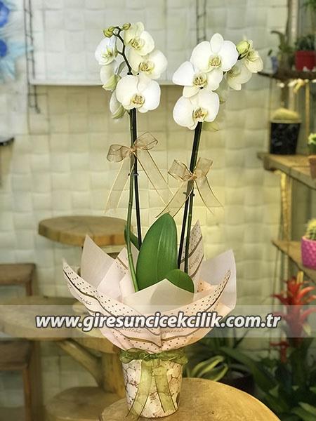Çift Dallı Beyaz Orkide 1