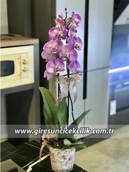 Çift Dallı Lila Orkide