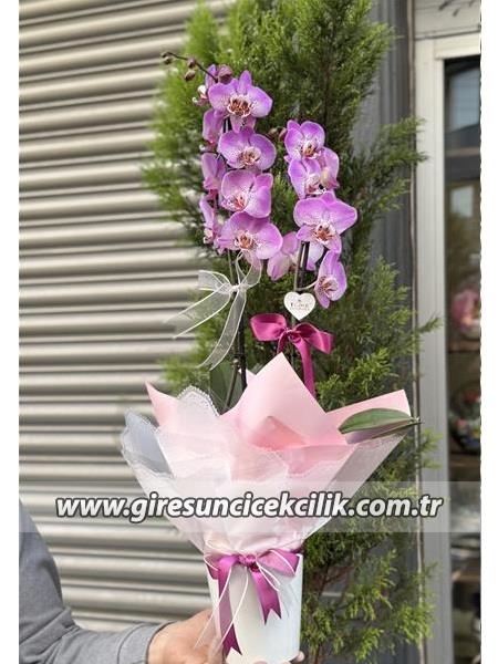 Çift Dallı Lila Orkide