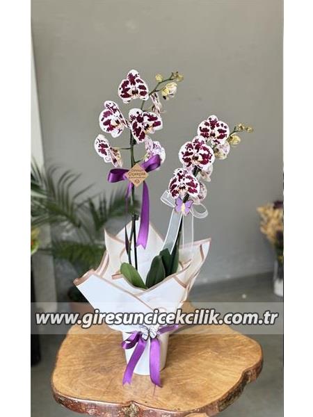 Çift Dallı Mor Benekli Orkide