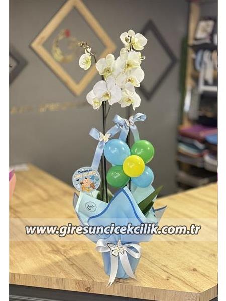 Çiftdal  Orkide Bebek Çiçeği