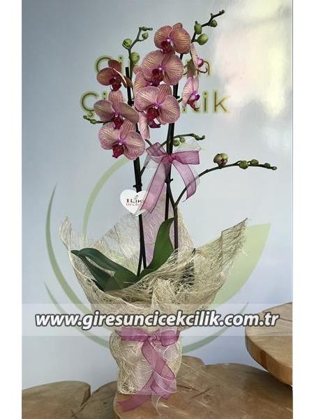 Çiftdallı LIKE orkide 