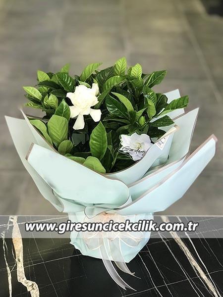 Eşsiz Kokusu ile Gardenya