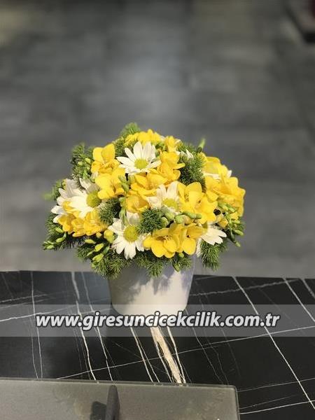Frezya Papatya Aranjmanı 