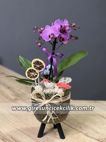 Kahverengi Ayaklı Saksıda Mini Orkide