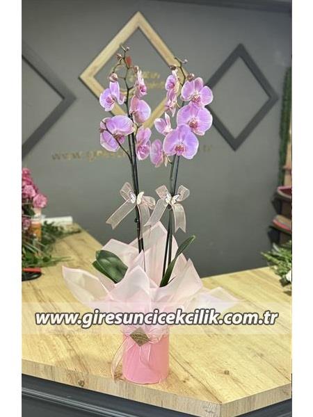 2 Dallı Pembe Orkide