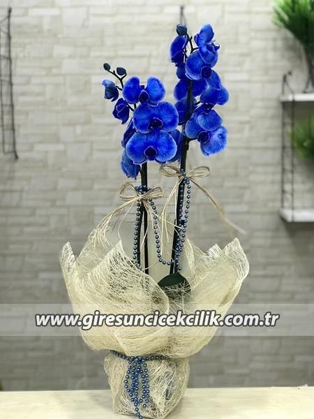  Mavi orkide 2 dallı 