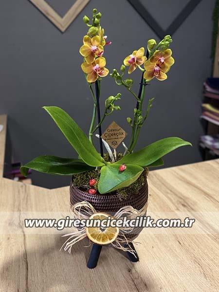 Mini Gold Orkide