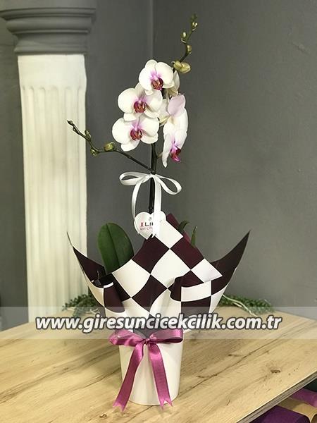 Mor Detaylı Tek Dal Beyaz Orkide