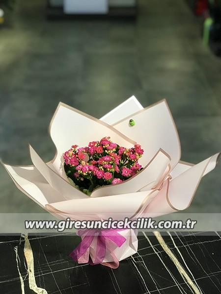  Pembe Kalanşo