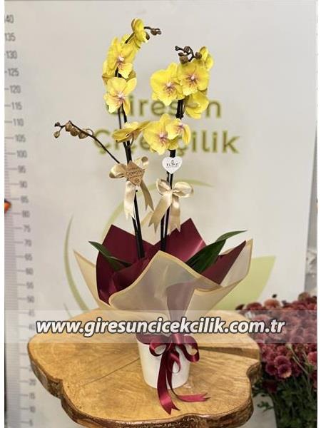 Özel Seri Sarı Orkide