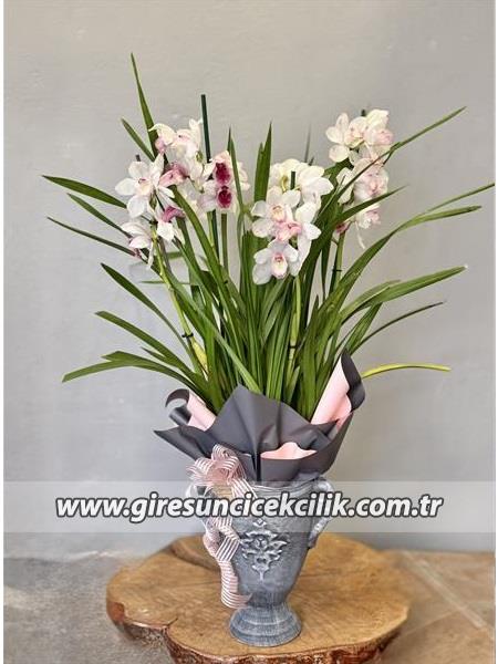 Özel Vazoda Simbidyum Orkide 
