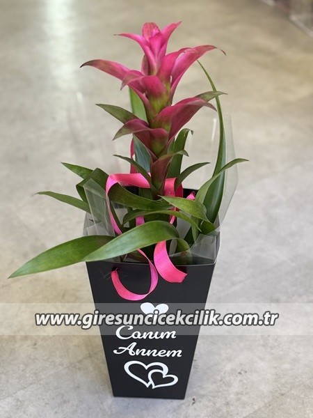 Pembe Guzmanya Özel Çantalı