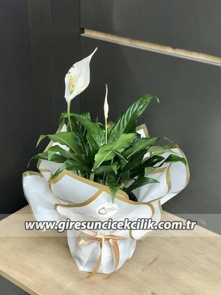 Saksıda Spatilyum Çiçeği