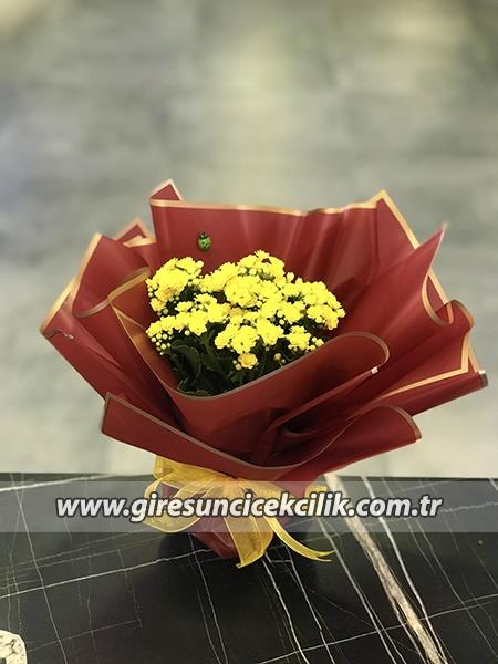 Sarı Kalanşo