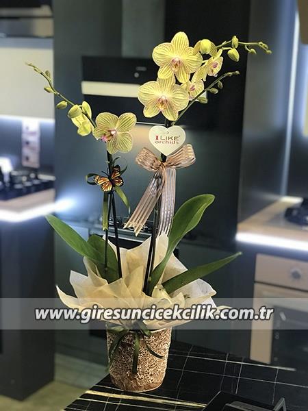 Sarı Çizgili Özel Seri Orkide