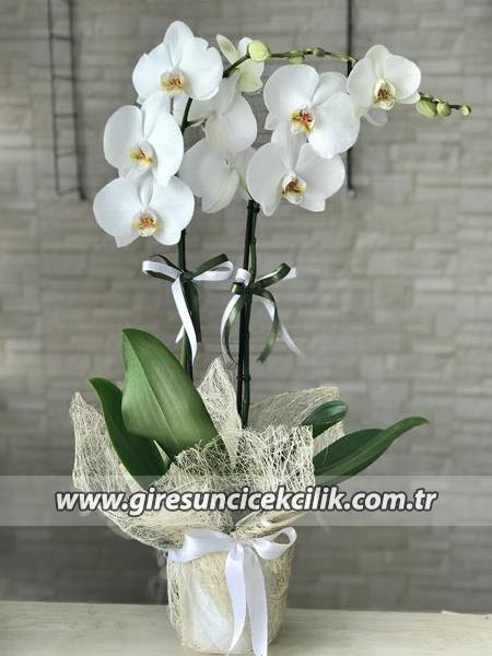 Seramik Vazoda Çift Dallı Beyaz Orkide 