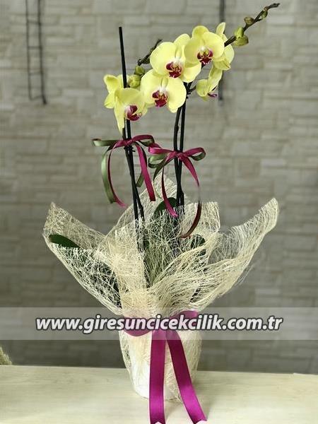 Seramik Vazoda Çift Dallı Sarı Orkide