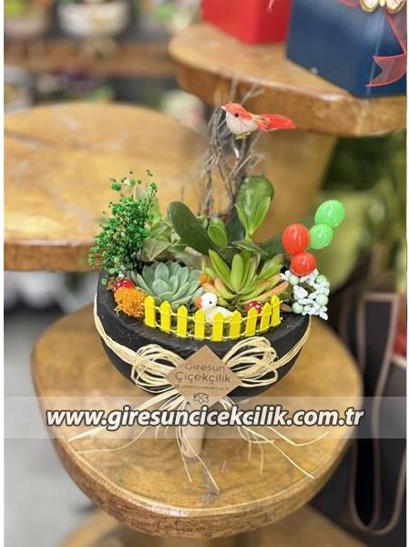 Siyah Saksıda Sukulent Bahçe
