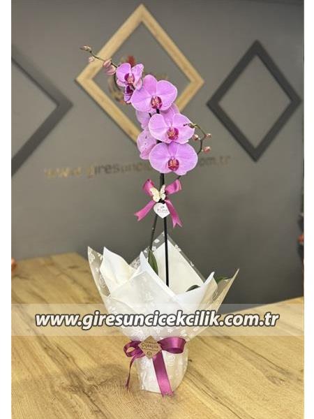 Tekdallı Pembe Orkide