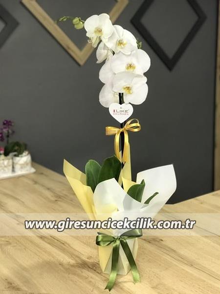 Tek Dallı Beyaz Orkide 
