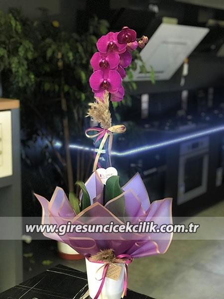 Tek Dallı Mor Orkide 2