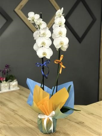 Çift Dallı Beyaz Orkide 2