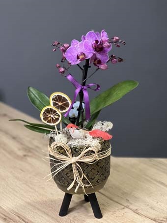 Kahverengi Ayaklı Saksıda Mini Orkide