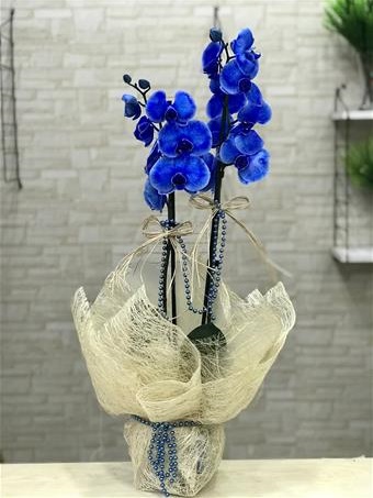  Mavi orkide 2 dallı 