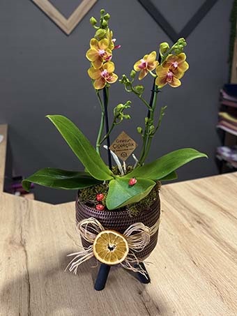 Mini Gold Orkide