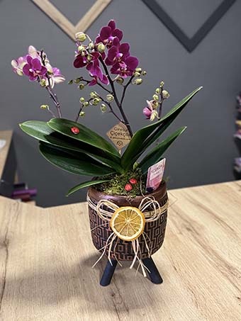 Mini Mor Orkide