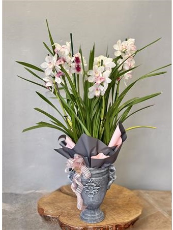 Özel Vazoda Simbidyum Orkide 