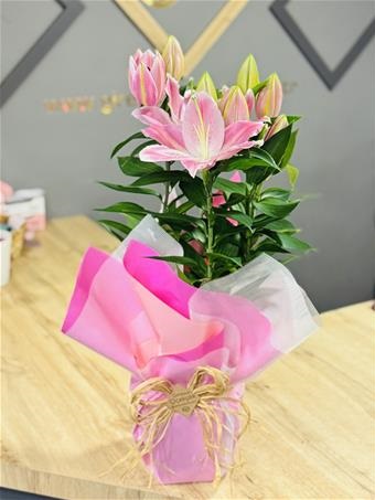 Saksıda Pembe Lilyum Büyük