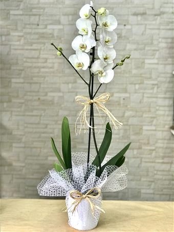 Seramik Vazoda Beyaz Orkide 