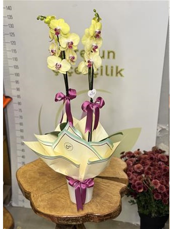 Seramik Vazoda Çift Dallı Sarı Orkide