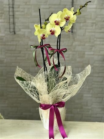 Seramik Vazoda Çift Dallı Sarı Orkide