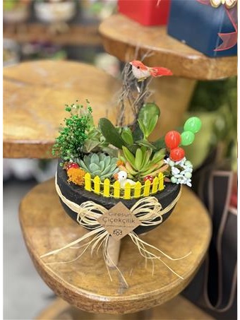 Siyah Saksıda Sukulent Bahçe