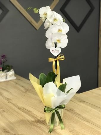 Tek Dallı Beyaz Orkide 