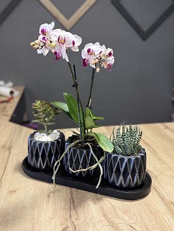 Üçlü Saksıda Pembe Orkide